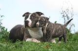 AMSTAFF  ADULT & PUPPIES 087